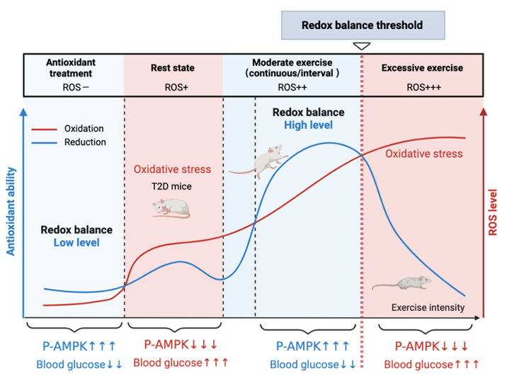 氧化还原平衡对重大疾病的重要意义及糖尿病