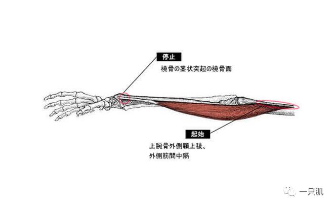 提升手腕力量的关键：了解并锻炼三块肌肉，